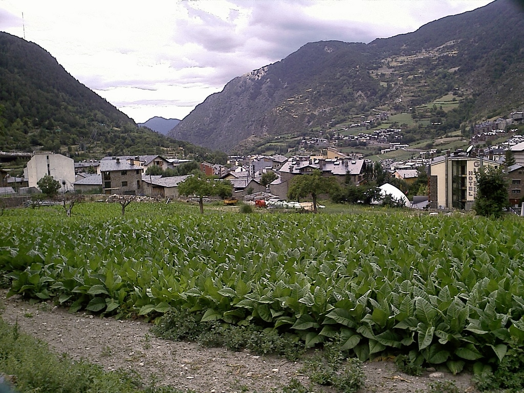 Tobacco farming is one of the tax-exempt activities in Andorra, although it is unlikely that you can enter the industry without a local connection.